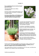 Lavendel-2.pdf